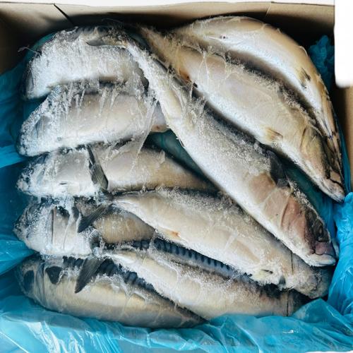 NORWAY MACKEREL 400 - 600 UP