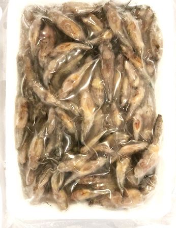 3COINS - GUDGEON FISH TP-08.1 (CA BONG TRUNG)