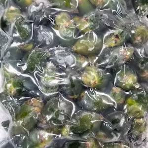 ***VN - PALM NUT (M-16 PCS)