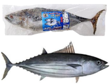 ***BONITA FISH_2-4 UP(CA NGU SOC) 35 LBS