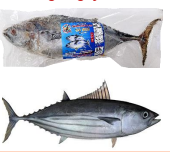 ***BONITA FISH_4-6 UP (CA NGU SOC NC)