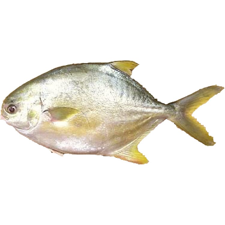 ***WILD SEA - GOLDEN POMPANO_CHINA (600-800)_40#
